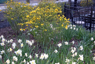 Kerria & Daffodils - Nelson A Rockefeller Park