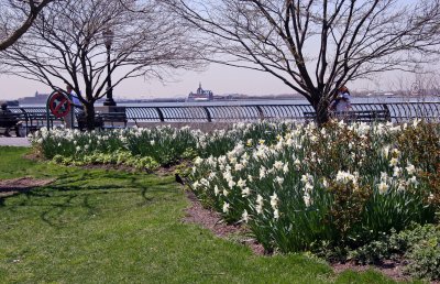 Daffodils - Nelson A Rockefeller Park