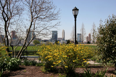 Kerria & Jersey City Skyline - Nelson A Rockefeller Park