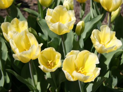 Tulips - Nelson A Rockefeller Park