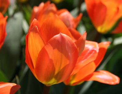 Tulips - Nelson A Rockefeller Park