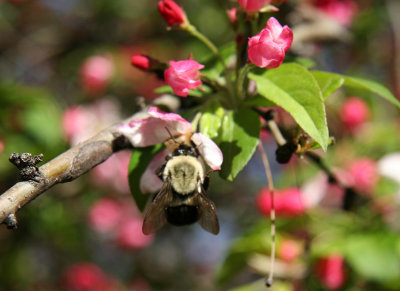 Bee in Crab Apple Tree Blossoms