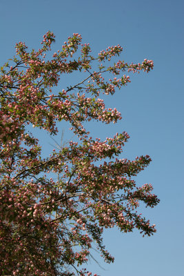 Apple Tree Blossom Buds