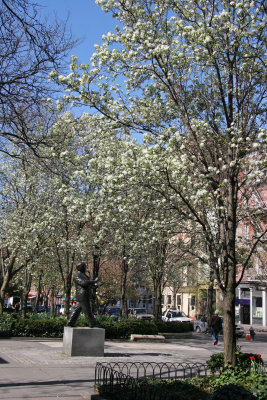 Pear Tree Blossoms - Garden View