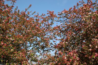 Crab Apple Tree Blossoms
