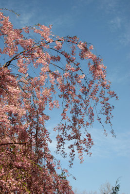 Cherry Tree Blossoms