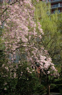 Cherry Tree Blossoms