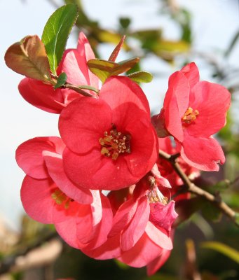 Quince Blossoms