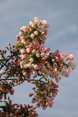 Apple Tree Blossoms