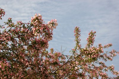 Apple Tree Blossoms