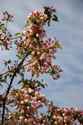 Apple Tree Blossoms