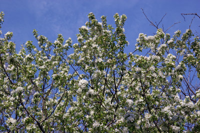 Pear Tree Blossoms