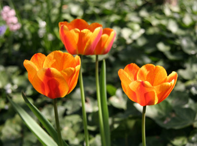 Tulips