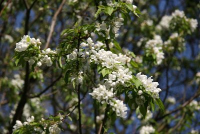 Apple Tree Blossoms