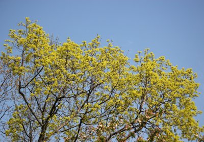 Norway Maple New Foliage