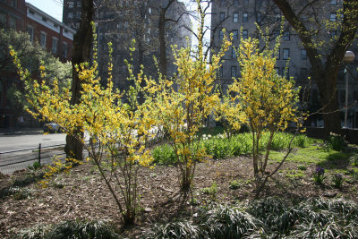 Forsythia - Park View