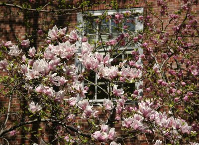 Magnolia Tree Blossoms - NYU Law School
