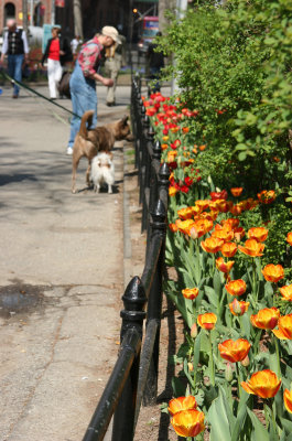 Park View - Tulips