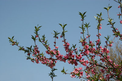 Plum & Prunus 