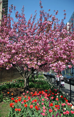 Cherry Tree Blossoms & Tulips