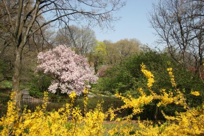 Forsythia & Garden View from 5th Avenue