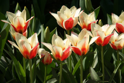 Tulips - Garden View