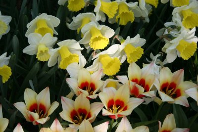 Daffodils & Tulips