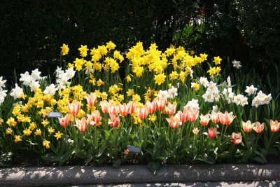 Tulips & Daffodils