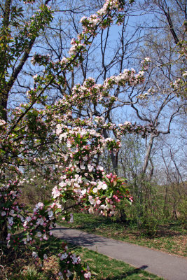 Apple Trees - Near North Woods Area