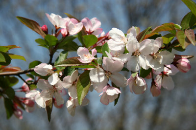 Apple Trees - Near North Woods Area