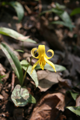 Erythronium, Dog Toothed Violet or Trout Lily - Loch Ravine