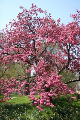 Cherry Blossoms - Central Park West near West 96th Street