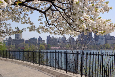 Cherry Blossoms by the Reservoir - Central Park West