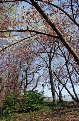 Cherry Blossoms by the Reservoir - Central Park West