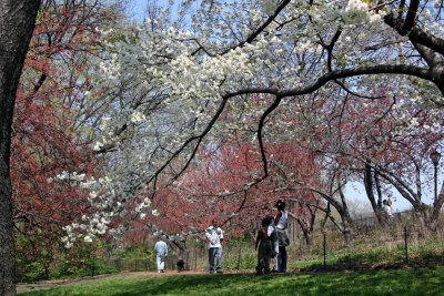 Cherry Blossoms by the Reservoir - Central Park West