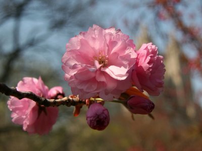 Cherry Blossoms by the Reservoir - Central Park West