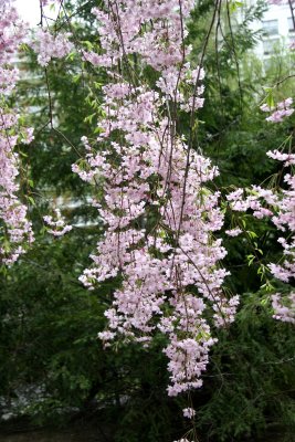 Cherry Tree Blossoms