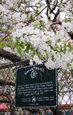 Apple Tree Blossoms at the Community Garden