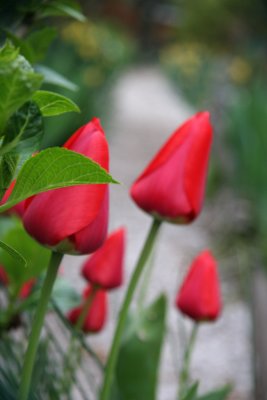 Red Tulips on a Garden Path
