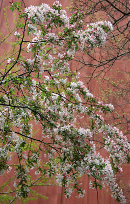 Crab Apple Tree Blossoms & NYU Library