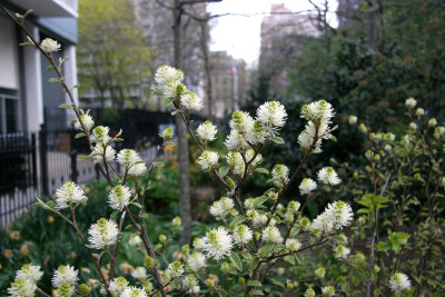 Fothergilla Blossoms