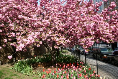 Garden View - Cherry Tree Blossoms