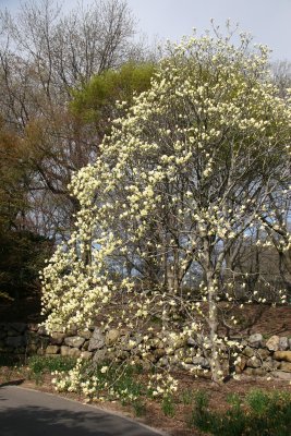 Yellow Magnolia Tree Blossoms