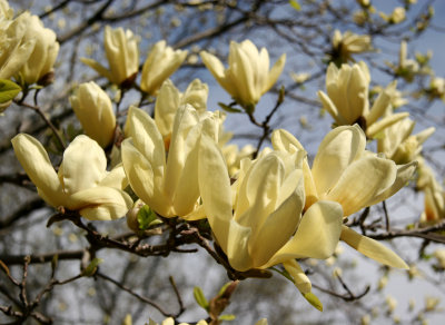 Yellow Magnolia Tree Blossoms