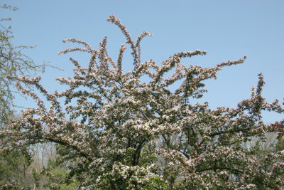 Crab Apple Blossoms - Entrance Garden