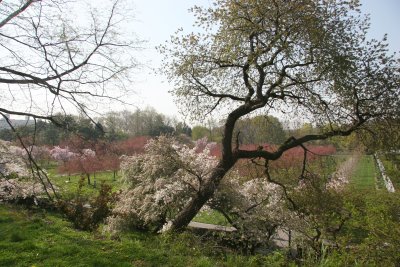Cherry Tree Grove