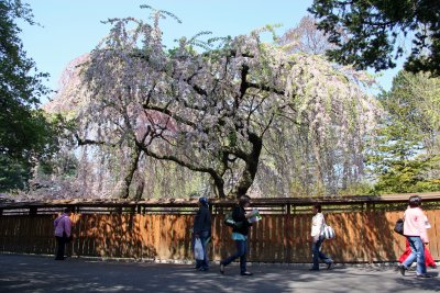 Cherry Tree Blossoms - Japanese Garden