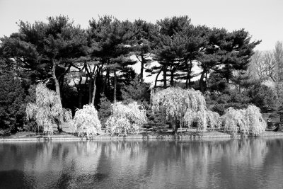 Japanese Garden