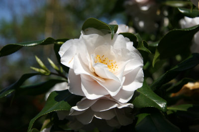 Camellia - Japanese Garden