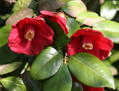 Camellia - Japanese Garden